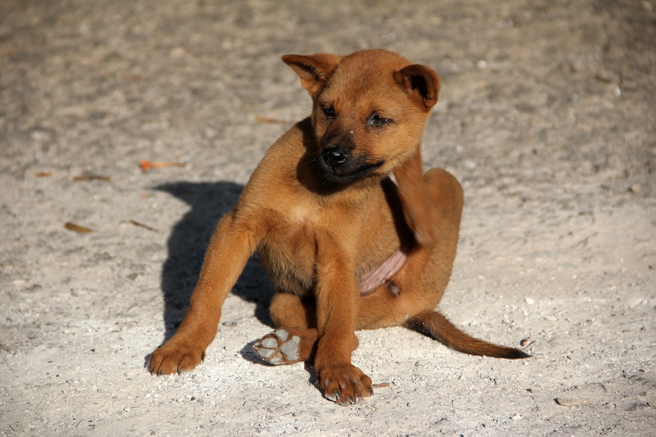 puede un perro tener sarna y el otro no