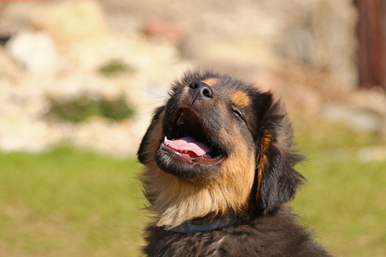 vacunas para perros en quito perro feliz