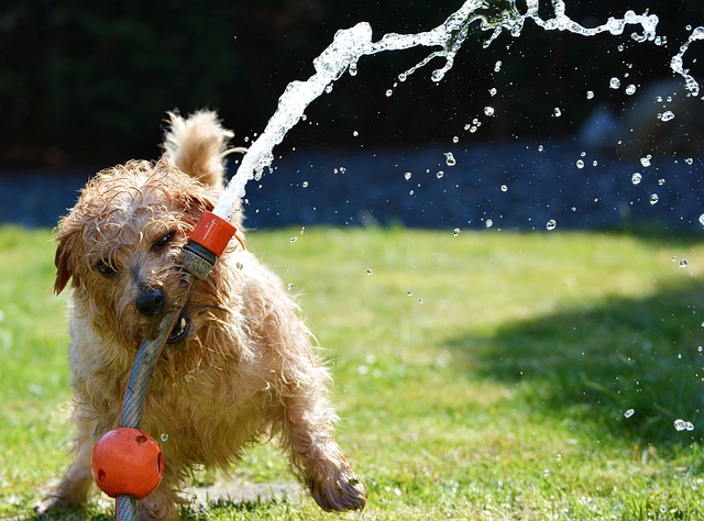 pasear perros cuántas veces al día quito cumbayá tumbaco