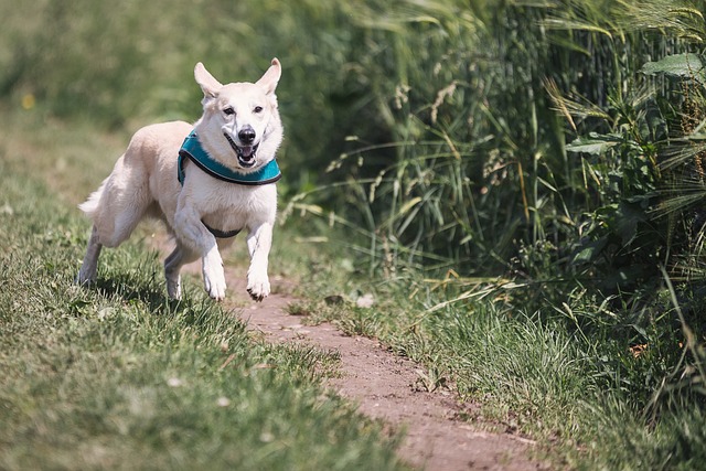 cuantas veces debo sacar a pasear a mi perro
