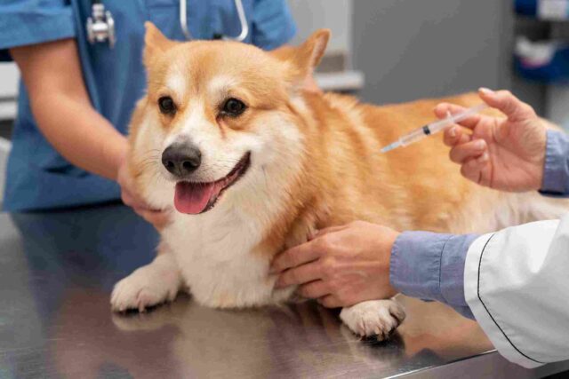 vacuna múltiple perros quito veterinario cumbaya domicilio