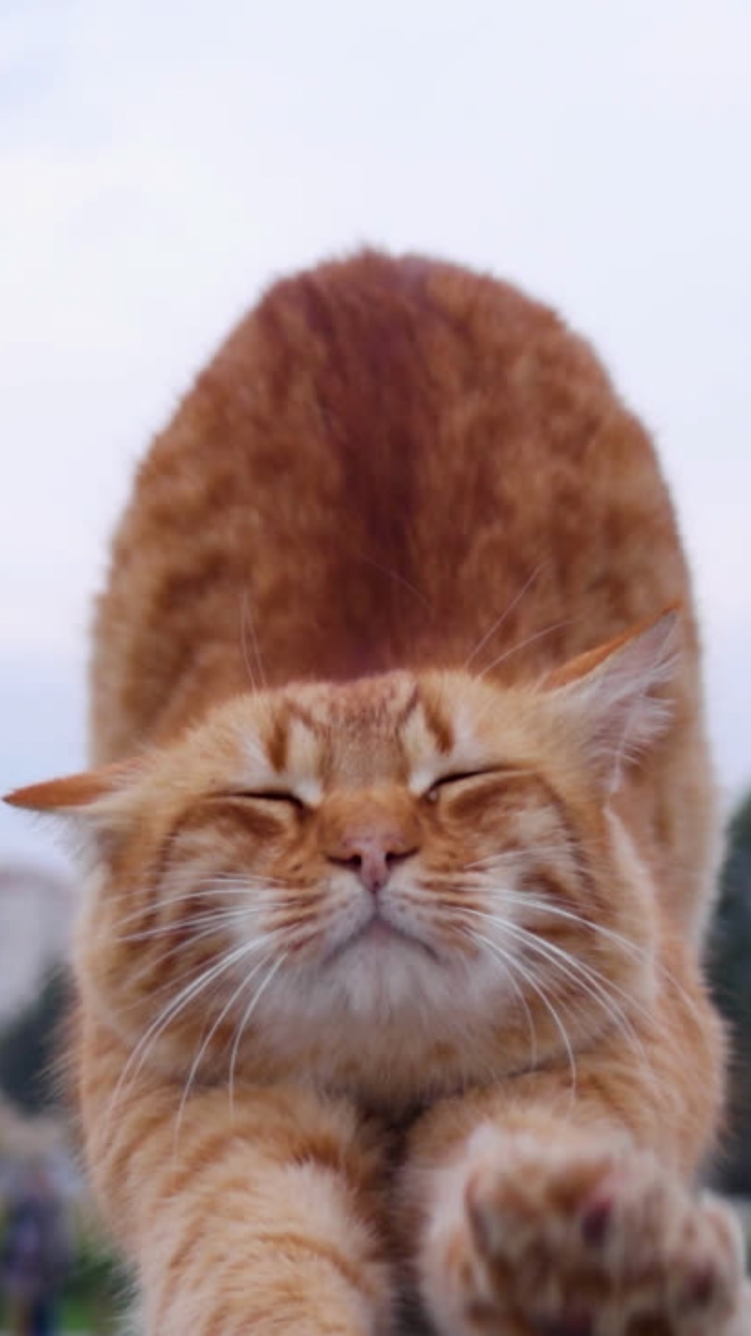 toxoplasmosis en gatos